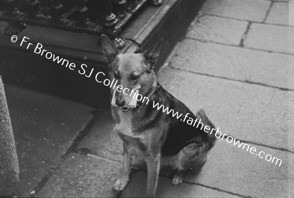 ALSATIAN DOG WITH CIGARETTES